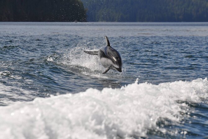 Covered Boat Whale Watching 6-Hour Tour from Campbell River - Meeting at E Dock in Campbell River