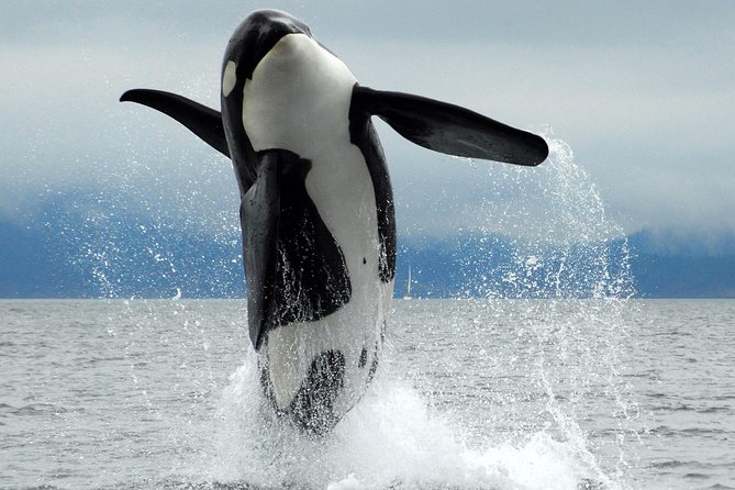 Cowichan Bay Half Day Whale & Wildlife Adventure - Key points at a glance