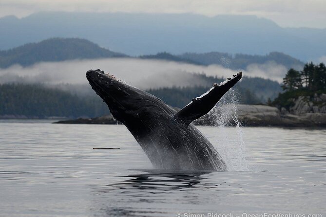 Cowichan Bay Half Day Whale & Wildlife Adventure - Why Cowichan Bay is a smart place to go whale watching