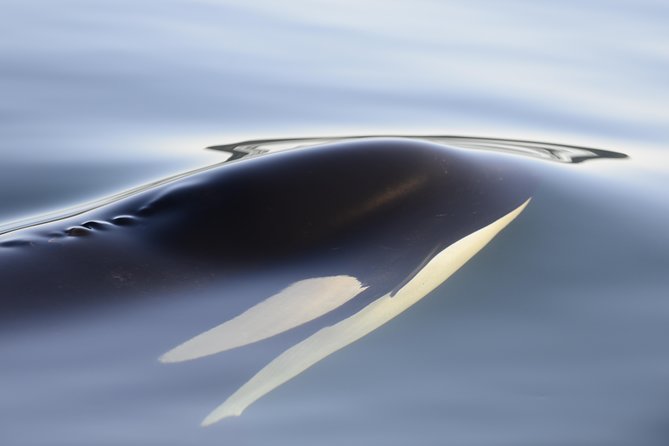 Cowichan Bay Half Day Whale & Wildlife Adventure - Safety gear and what to pack