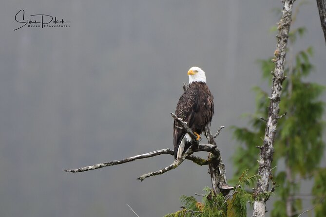 Cowichan Bay Half Day Whale & Wildlife Adventure - Morning, afternoon, or sunset?