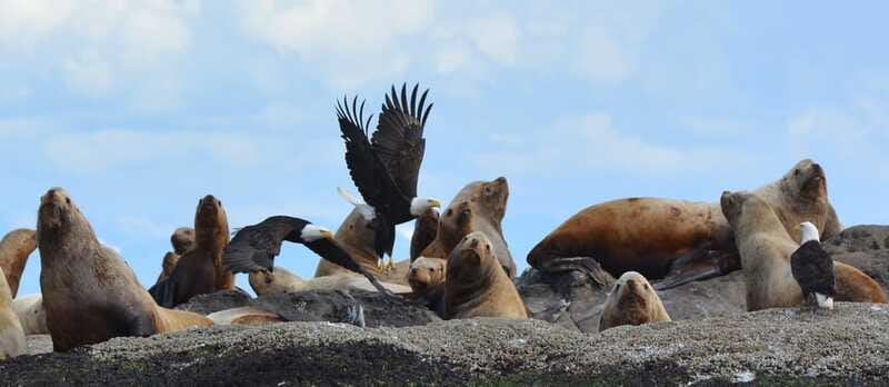 Cowichan Bay: Half-Day Whale & Wildlife Adventure - The practical value of $155