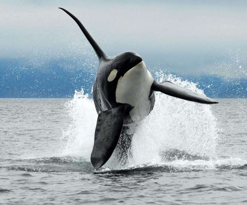 Cowichan Bay: Half-Day Whale & Wildlife Adventure - Weather, clothing, and comfort