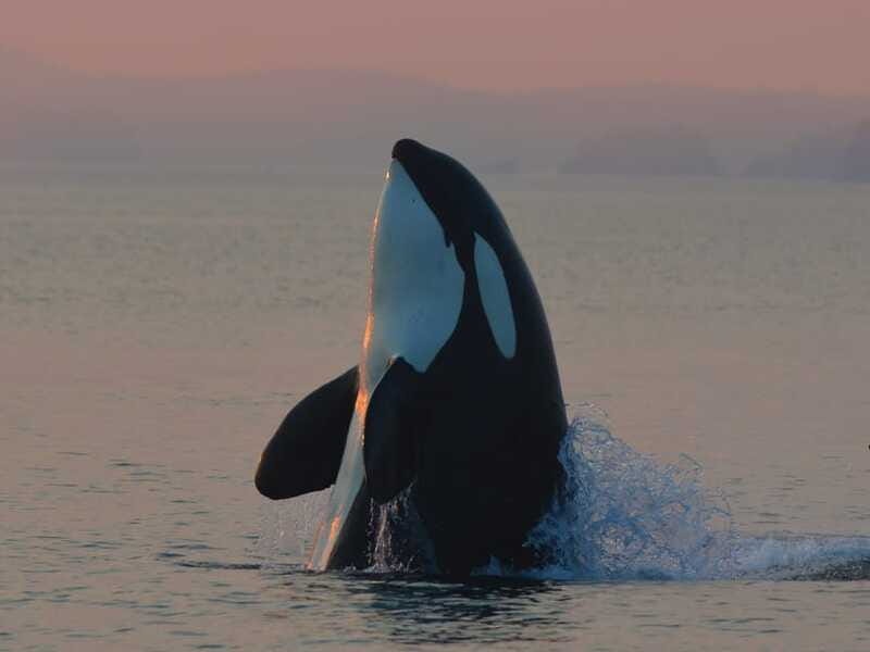 Cowichan Bay: Half-Day Whale & Wildlife Adventure - Should you book Ocean EcoVentures?