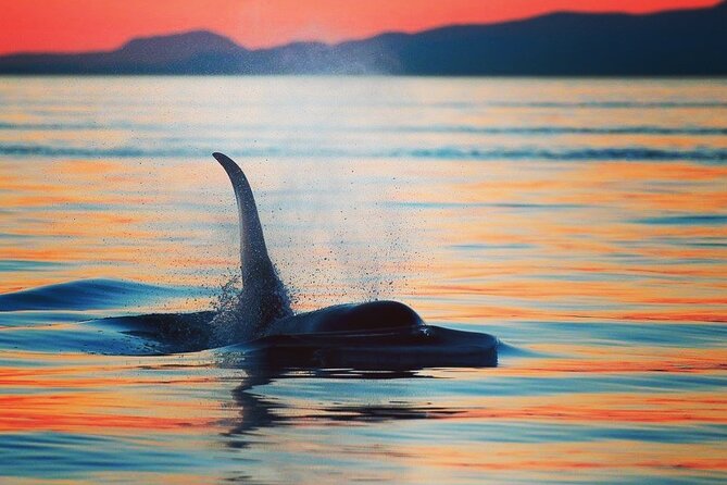 Cowichan Bay: Half-Day Whale & Wildlife Adventure - Three and a half hours in the Salish Sea
