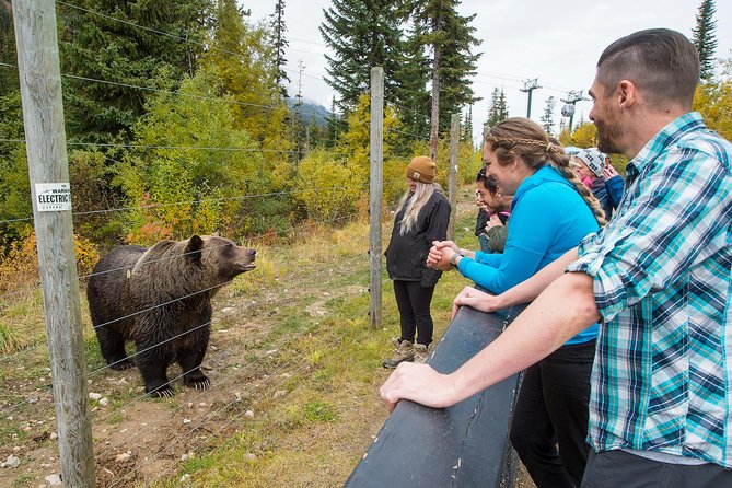 Discover Grizzly Bears from Banff - Pickup timing and practical planning