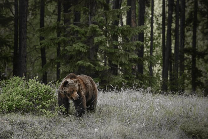Discover Jasper and its Wildlife - Key things to know before you book
