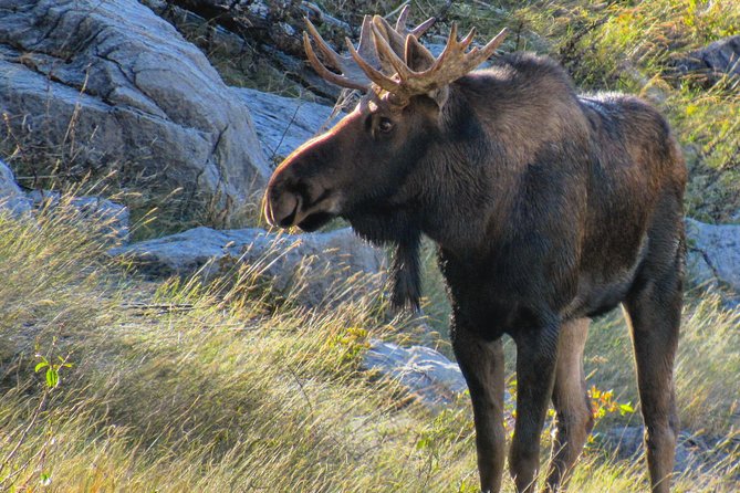Discover Jasper and its Wildlife - How much value do you get for $67.91?