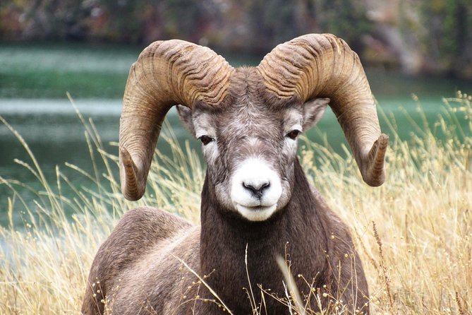 Discover Jasper and its Wildlife - How to get more from the experience