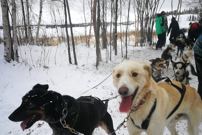 Dog Sledding - Key points before you book