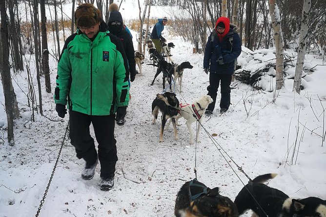 Dog Sledding - The sled ride through Yellowknife snow
