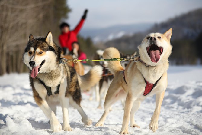 Dogsled Diable Adventure in Mont-Tremblant - Key things to know before you book