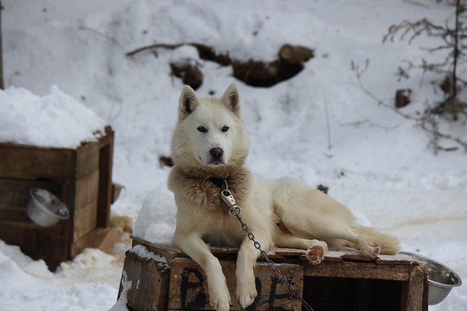 Dogsled Diable Adventure in Mont-Tremblant - A real dogsled outing, not just a scenic ride