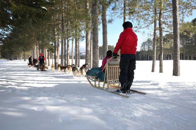 Dogsled Diable Adventure in Mont-Tremblant - The dogs are the heart of the experience