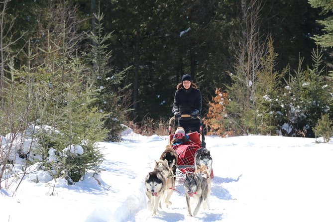 Dogsled Diable Adventure in Mont-Tremblant - How cold and strenuous is the ride?