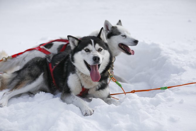 Dogsled Diable Adventure in Mont-Tremblant - Who will enjoy this most?