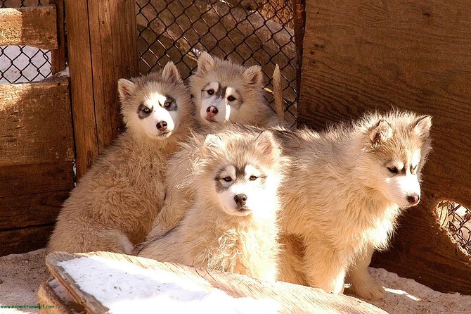 Dogsled Diable Adventure in Mont-Tremblant - Weather, cancellation, and planning details
