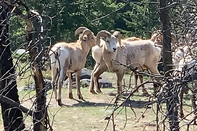 E-Bike Safari Eco Tour - Wildlife, wildfire recovery, and a changing Jasper