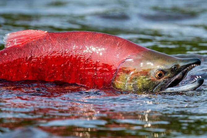 E-Bike Salmon Adventure - Timing, weather, and what to plan for