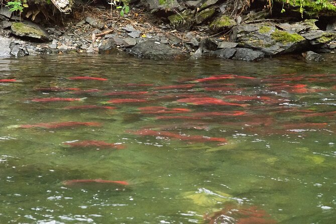 E-Bike Salmon Adventure - Practical tips for a smoother ride