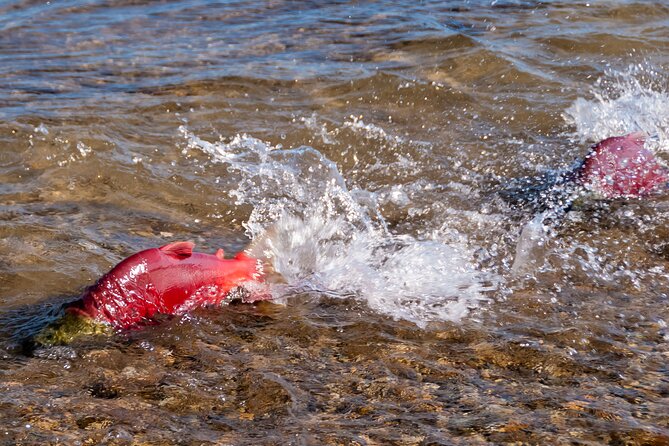 E-Bike Salmon Adventure - What the private format changes
