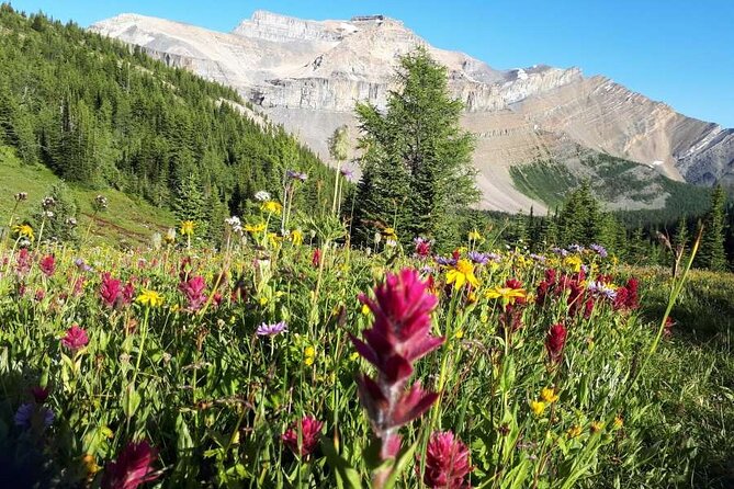 Exclusive Skoki Backcountry Guided Hiking in Lake Louise with Van Shuttle - Key points to know before booking