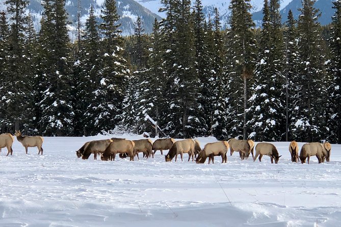 Experience Banff & Lake Louise | Moraine - PRIVATE DAY TOUR - Johnston Canyon adds a short walk
