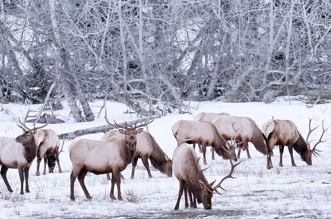 Explore Banff + Wildlife - Two Jack Lake and a five-minute photo break