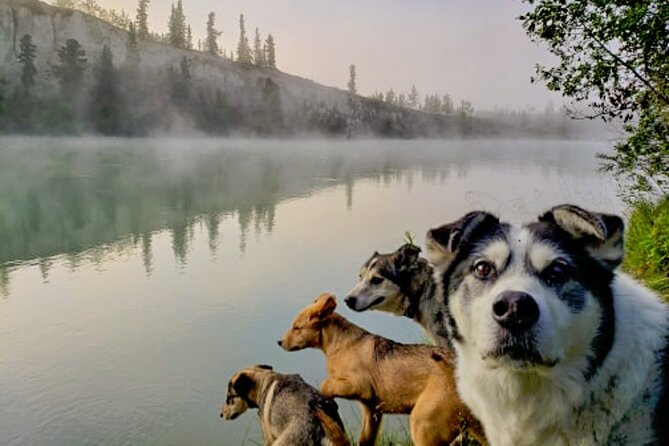 Fall Color Tour in Yukon from Whitehorse - Day three: canoeing through the golden season