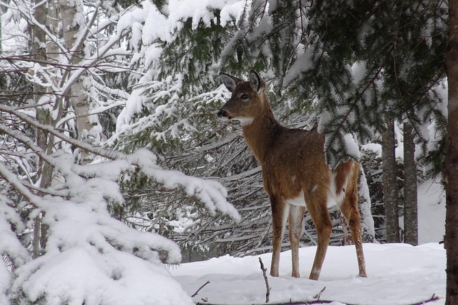 Fire Man Guided Snowshoe Tour in Mont-Tremblant - Is $66.55 good value?