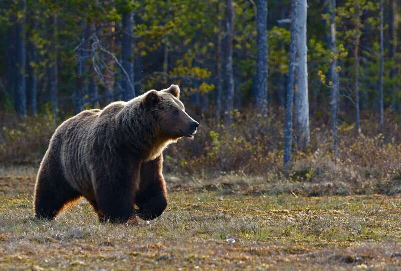 From Banff: Banff Wildlife & Scenic Highlights Premium Tour - Lake Minnewanka and Two Jack Lake