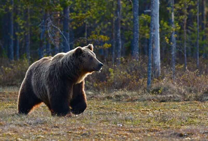 From Banff: Banff Wildlife & Scenic Highlights Premium Tour - Mt. Norquay and the less obvious stops
