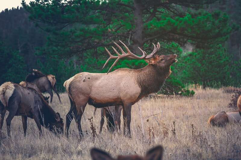 From Banff: Banff Wildlife & Scenic Highlights Premium Tour - Seasonal timing, drinks, and what to wear