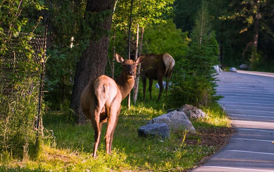 From Calgary/Banff: Moraine Lake & Lake Louise Half-Day Tour - Starting from Calgary, Canmore, or Banff