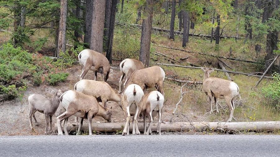 From Calgary to Banff: Day Trip with Wolfdog Sanctuary Visit - Banff Avenue, Banff Springs, and Bow Falls