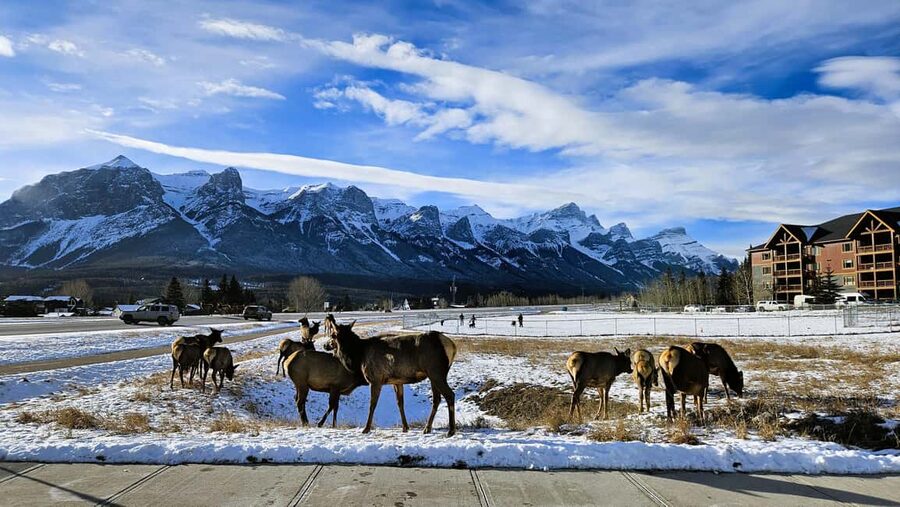 From Calgary to Banff: Day Trip with Wolfdog Sanctuary Visit - Should you book it?