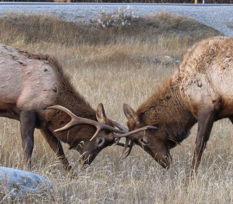 From Jasper: Jasper National Park Wildlife Discovery Tour - Who should book this Jasper tour?