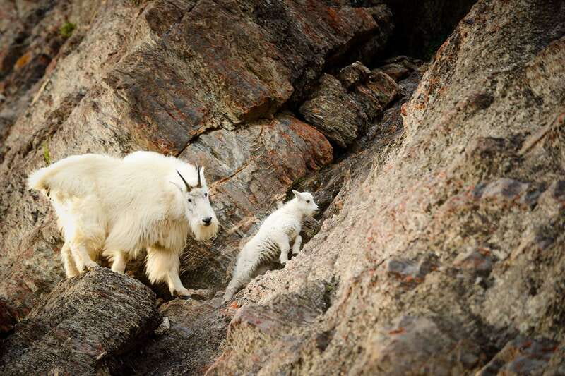 From Jasper: Jasper National Park Wildlife Discovery Tour - A wildlife tour built around the road
