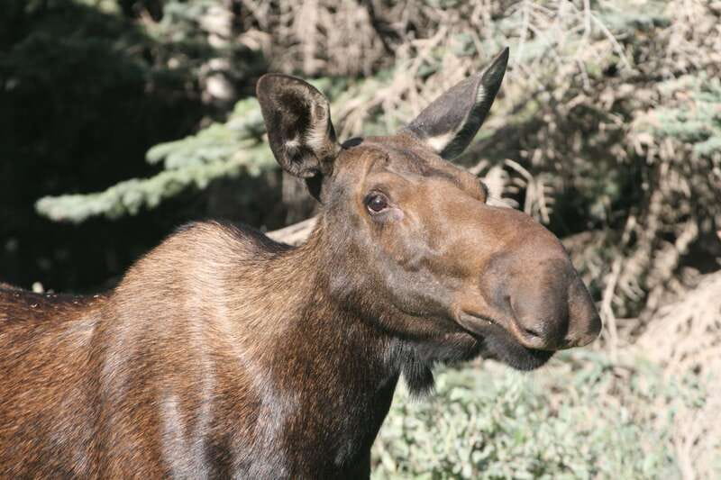 From Jasper: Jasper National Park Wildlife Discovery Tour - The guide can make or break the outing