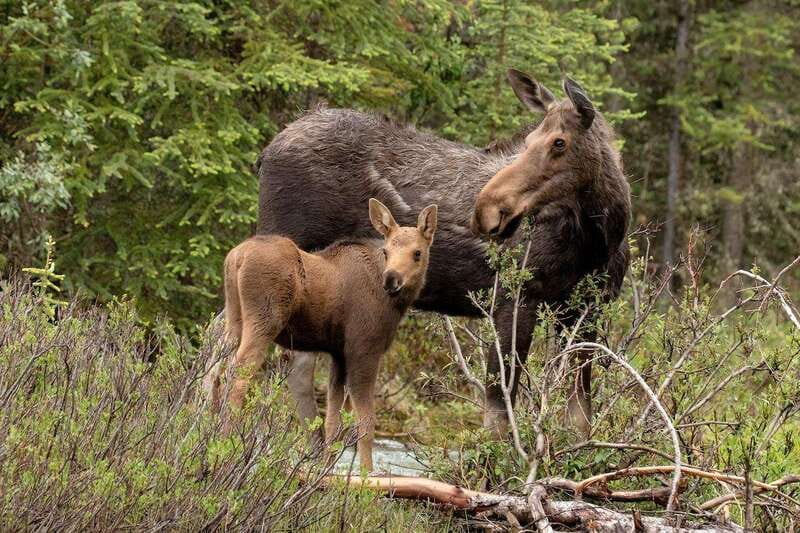 From Jasper: Jasper National Park Wildlife Discovery Tour - Maligne Lake and the question of repeated roads