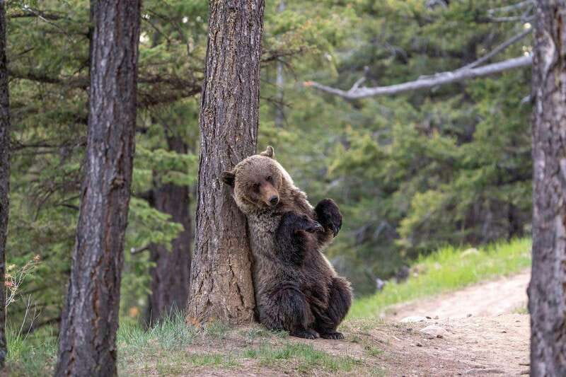 From Jasper: Jasper National Park Wildlife Discovery Tour - Is $66 good value?