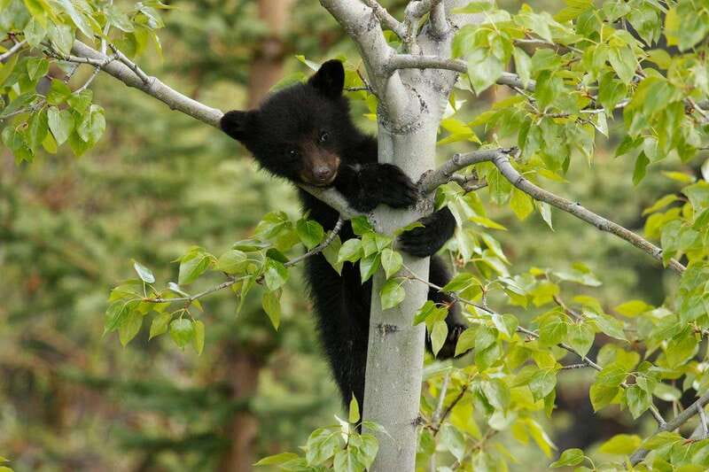 From Jasper: Jasper National Park Wildlife Discovery Tour - Timing, weather, and realistic expectations