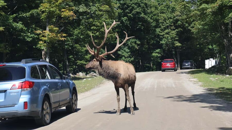 From Montreal: Omega Park Wildlife Safari Calling Sounds - Key points to know before booking