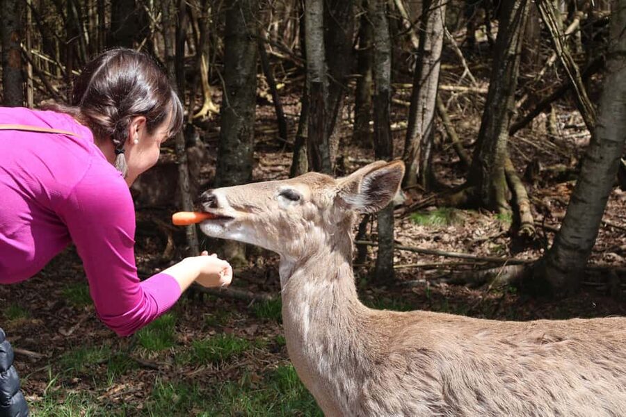 From Montreal: Omega Park Wildlife Safari Calling Sounds - Is $264 per person good value?