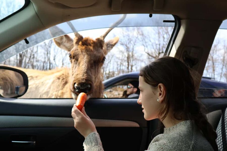 From Montreal: Omega Park Wildlife Safari Calling Sounds - How the animal-attracting sound devices work