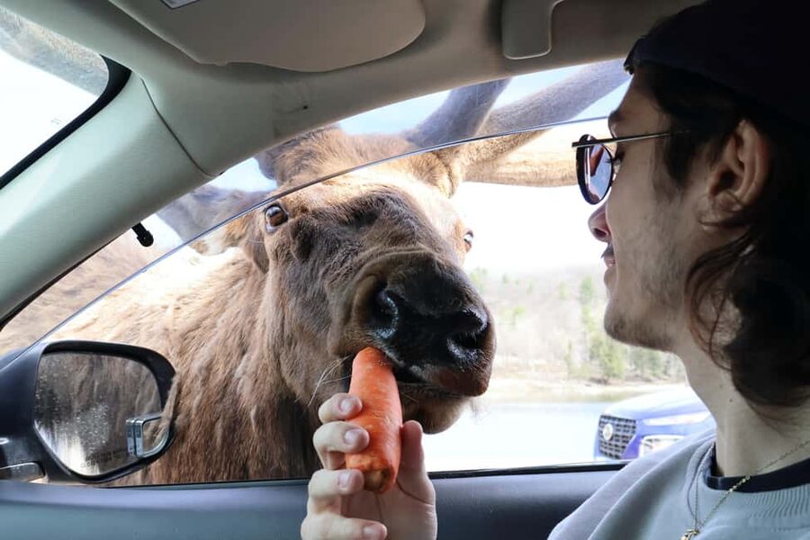 From Montreal: Omega Park Wildlife Safari Calling Sounds - Feeding animals without turning wildlife into pets