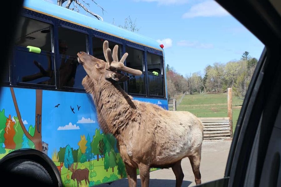 From Montreal: Omega Park Wildlife Safari Calling Sounds - The first two hours inside Omega Park