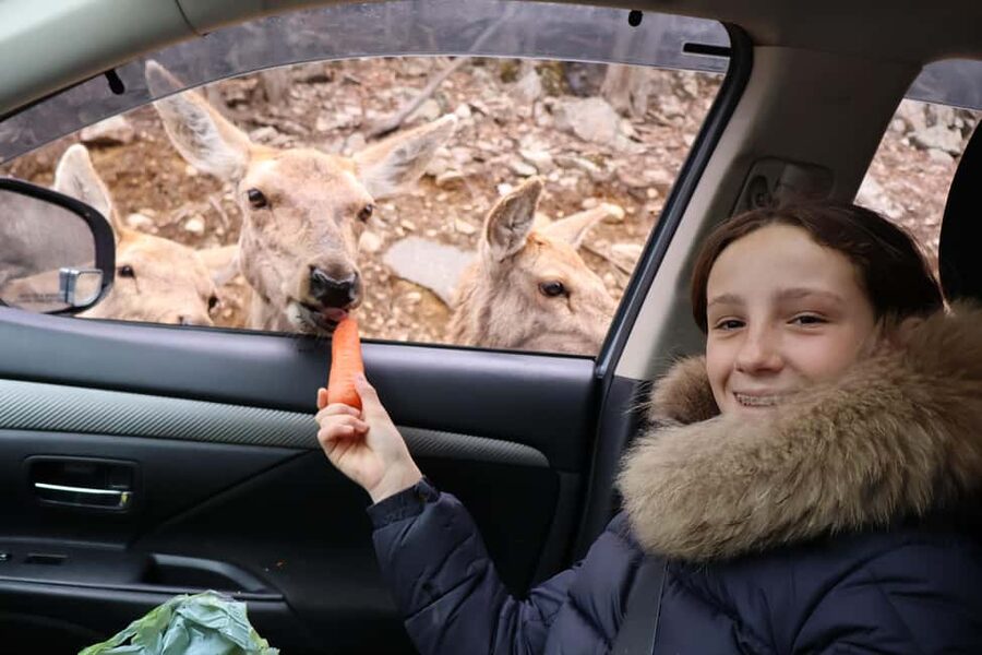 From Montreal: Omega Park Wildlife Safari Calling Sounds - A 45-minute pause for photos and free time