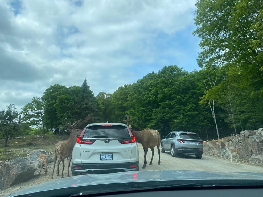 From Montreal: Omega Park Wildlife Safari Calling Sounds - Montebello Lodge and the shorter second park visit