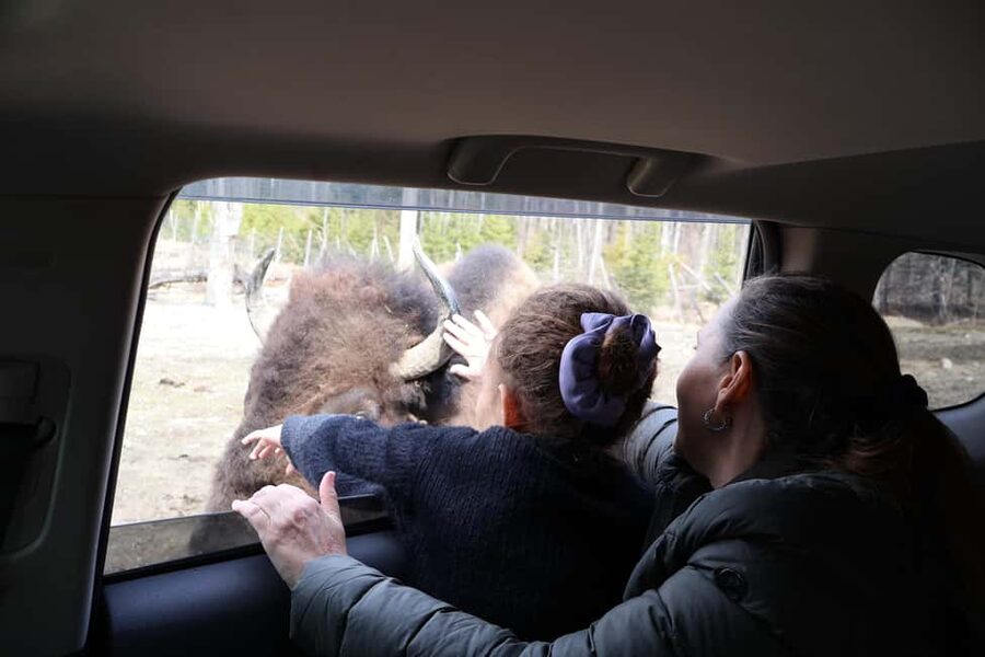From Montreal: Omega Park Wildlife Safari Calling Sounds - Entering a park where animals roam freely
